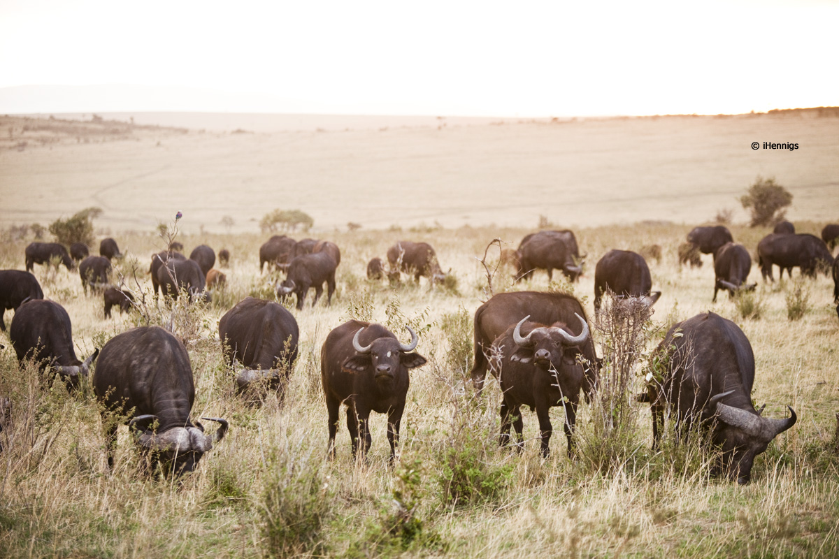 East African Safari and the Big Five